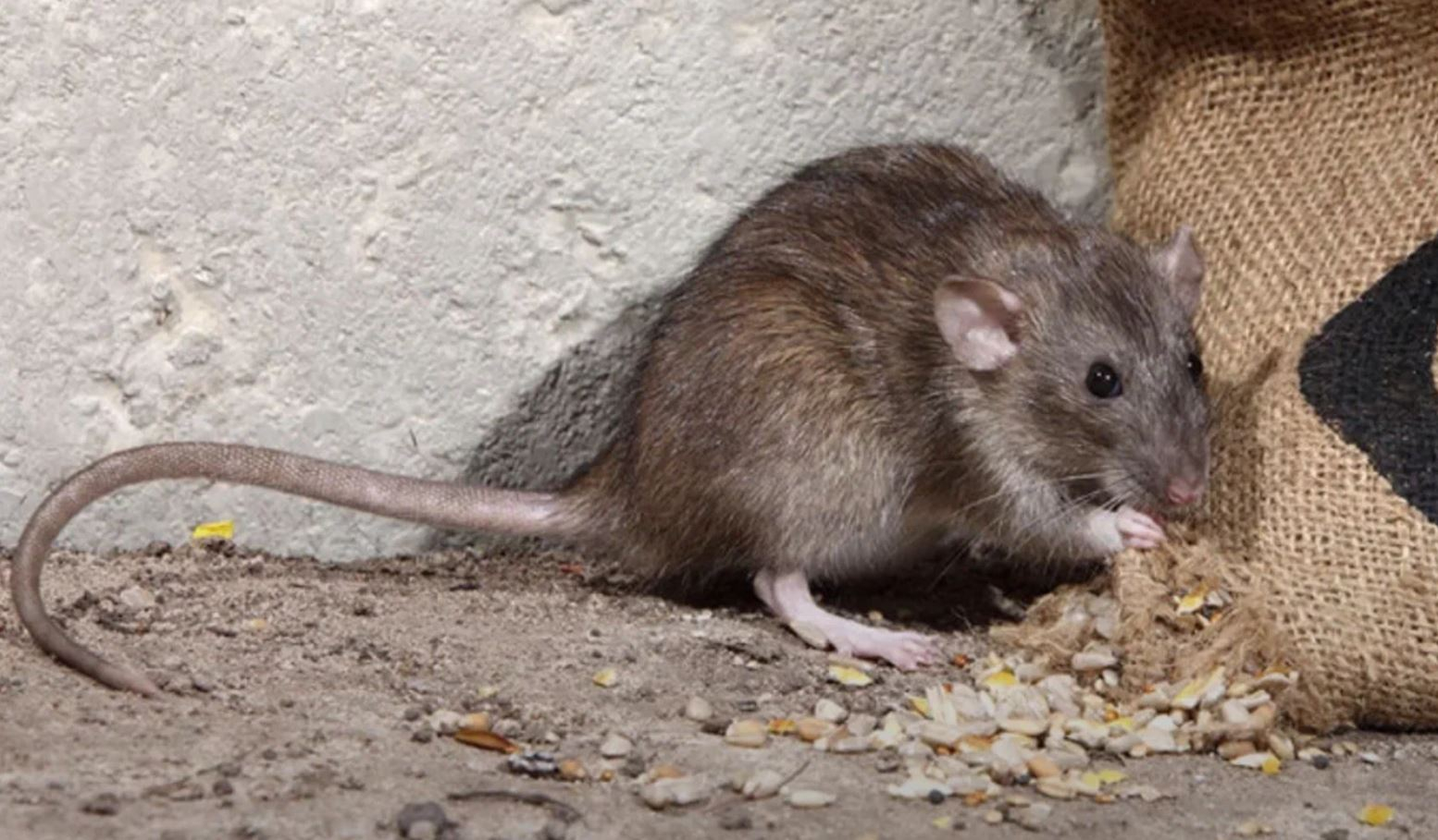 фото: Профессиональная дератизация в Кировском: <br/>+7-909-173-42-96