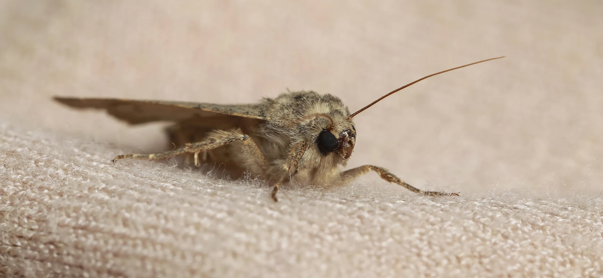 фото: Профессиональная обработка от моли в Кировском: <br/>+7-909-173-42-96